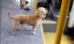 网友爆料狗狗被扎伤视频,狗狗惨遭扎伤，现场画面令人揪心